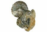 Fossil Ammonites (Hoploscaphites & Sphenodiscus) - South Dakota #137273-3